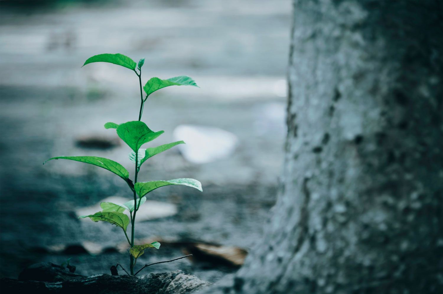 Tree Sapling Tree Sapling